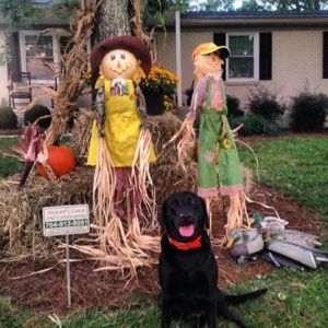 Fall Lawn Display with Lucy our black lab